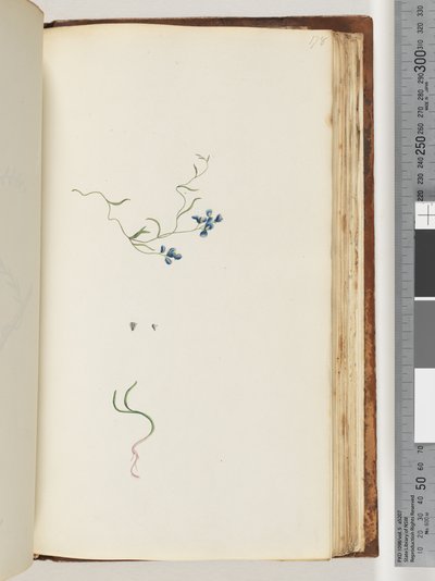 Side 178. Uidentifisert plante av Unknown artist