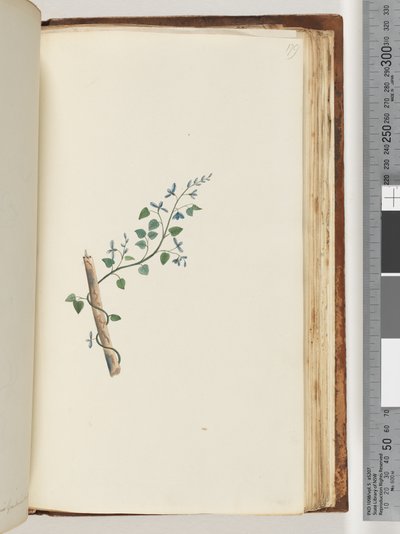 Side 179. Uidentifisert plante av Unknown artist
