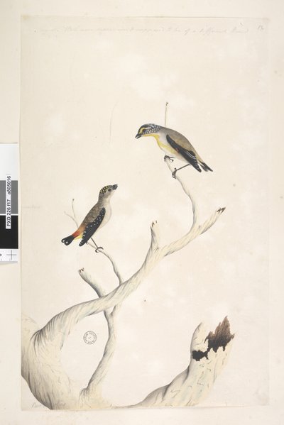 Side 17. Pardalotus. langs øvre kant i annen hånd august. Begge tegnet naturlig størrelse. lagt til i tredje hånd og ment å være av en annen type Spotted Pardalote og øststriated Pardalote Pardalotus punctatus og Pardalotus striatus Pardalotus ornat av Unknown artist