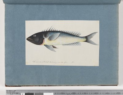 Side 17. Uidentifisert fisk (akvarell på papir) av Unknown artist
