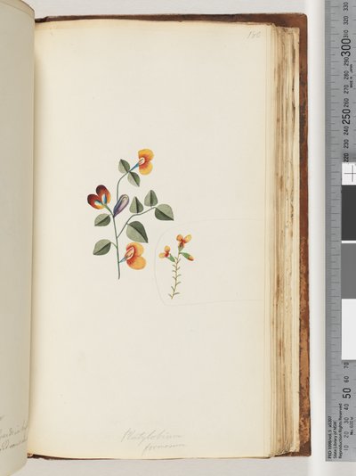 Side 180. Platylobium formosum / Pen flat-ert av Unknown artist