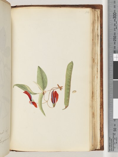 Side 184. Creepers eller Woodbines av Unknown artist