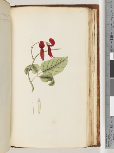 Side 185. Uidentifisert plante av Unknown artist