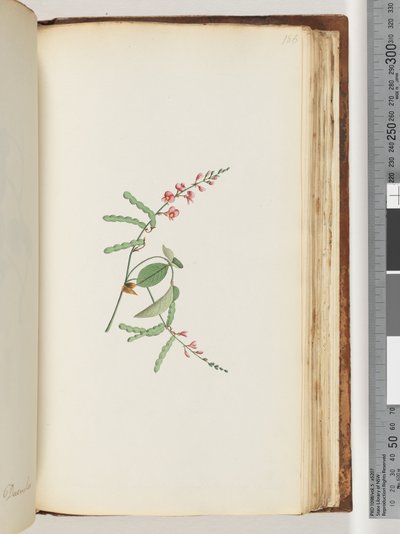 Side 186. Blomstrende plante, en Creeper av Unknown artist