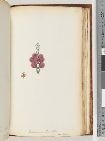 Side 189. Melaleuca thymifolia. Lin: Transac av Unknown artist