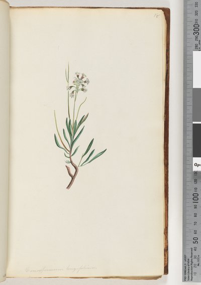 Side 18. Conospermum longifolium Lange, bladkjeglefrø av Unknown artist