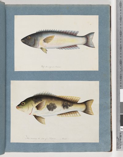 Side 18. Uidentifisert fisk.19. Uidentifisert fisk av Unknown artist