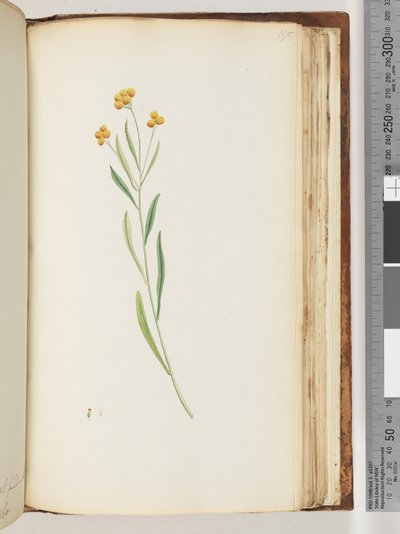 Side 195. Uidentifisert plante av Unknown