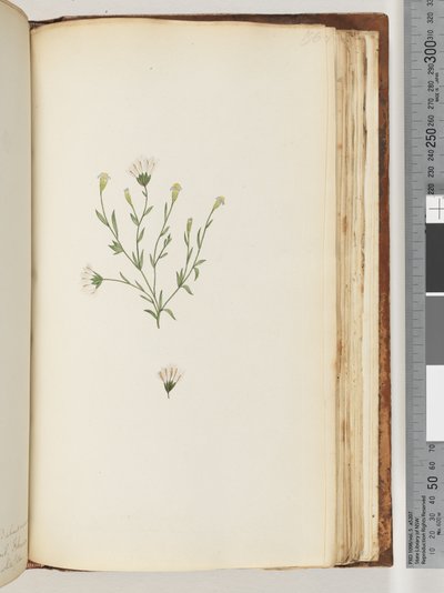 Side 196. Uidentifisert plante av Unknown artist