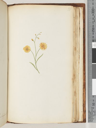 Side 197. Uidentifisert plante av Unknown