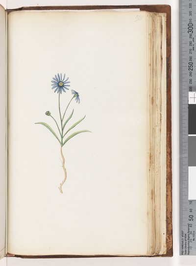 Side 198. Uidentifisert plante av Unknown artist