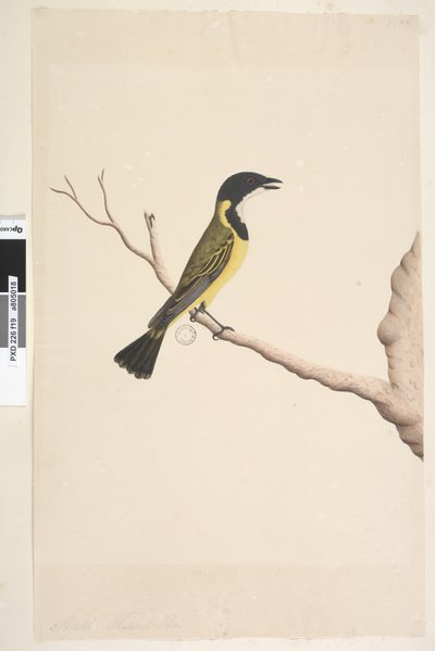Side 19. april. Naturlig størrelse Golden Whistler Pachycephala pectoralis, hann, 1791-92 av Unknown artist