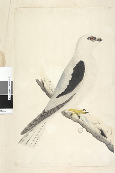 Side 1. Falco, sett i Augustat nede til venstre i annen hånd August naturlig størrelse. Svart, skulderdrage Elanus axillaris Elanus notatus, 1791-92 av Unknown artist
