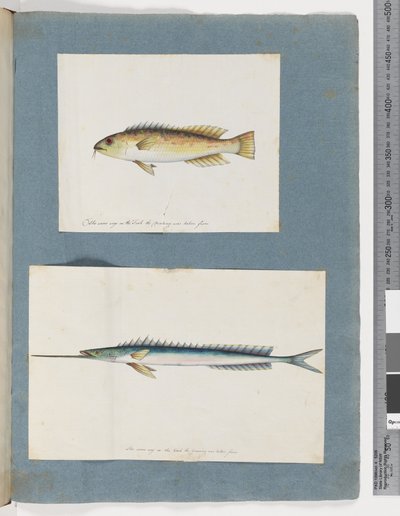 Side 1. Uidentifisert fisk. 2. Uidentifisert fisk (akvarell på papir) av Unknown artist