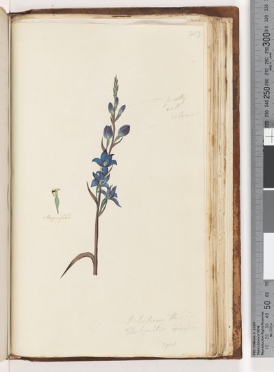 Side 203. Jeg tror dette er Thelymitra ixioides / Spotted Sun Orchid av Unknown