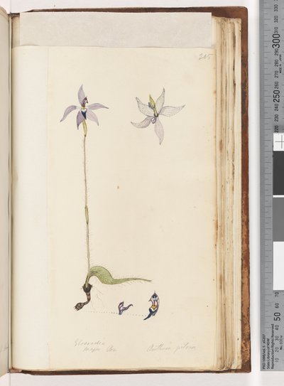 Side 205. Glossodia. Major På. Arethusa hårete / Wax Lip Orchid av Unknown artist