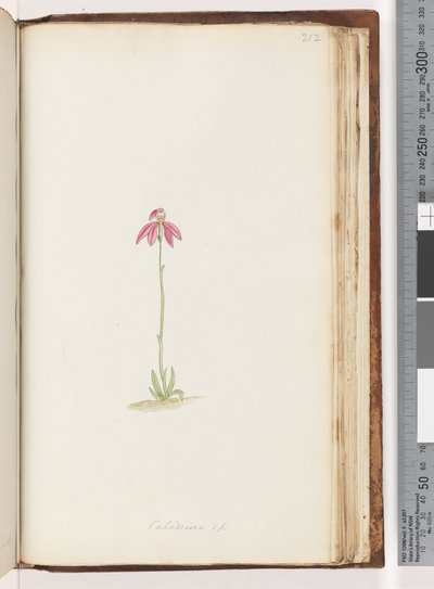Side 212. Caladenia sp av Unknown artist