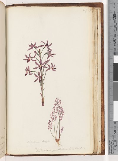 Side 217. Dipodium Brown / Dendrobium punctatum. Exot. Bot. t. 12. Hyacinth Orchid av Unknown artist