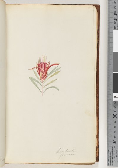Side 21. Lambertia formosa / Mountain Devil av Unknown artist