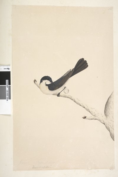Side 21. Musciopa. over tittel i annen hånd juni. Naturlig størrelse Rastløs fluesnapper Myiagra inquieta Seisura inquieta, 1791-92 av Unknown artist
