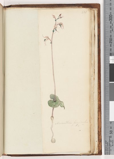 Side 221. Acianthus fornicatus Br Pixie Caps av Unknown artist