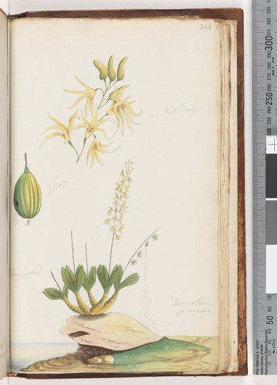 Side 224. Dendrobium speciosum / Bergorkidé av Unknown artist