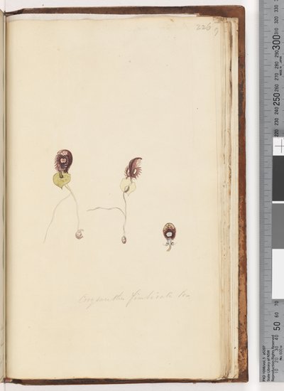 Side 226. Corysanthes fimbriata Br / Fringed Helmet Orchid av Unknown artist