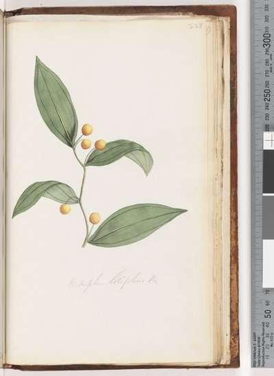Side 228. Eustrephus latifolius Br. Wombat Berry av Unknown artist