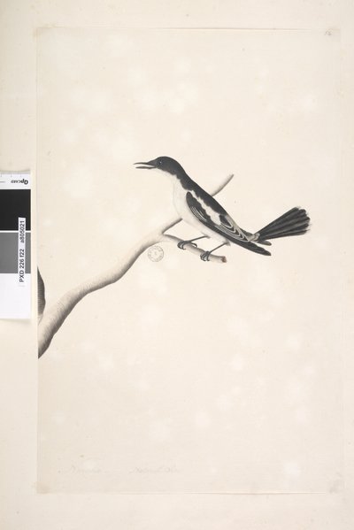 Side 22. November, naturlig størrelse Hvit, Winged Triller Lalage sueurii, hann, 1791-92 av Unknown artist