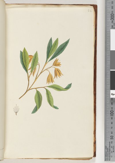 Side 22. Uidentifisert plante av Unknown artist