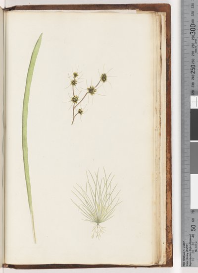 Side 234a. 1/4 Uidentifisert plante av Unknown artist