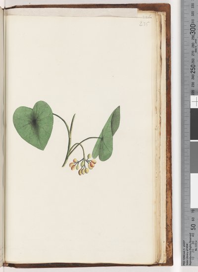 Side 235. Uidentifisert plante av Unknown artist