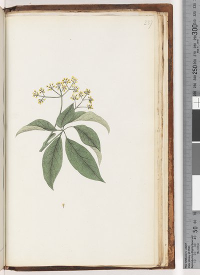 Side 237. Uidentifisert plante av Unknown artist