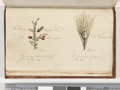 Side 238. Uidentifisert plante av Unknown artist