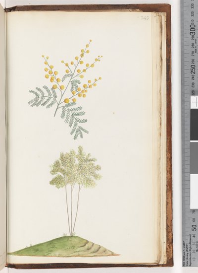Side 243. Unavngitt blomstrende plante av Unknown artist
