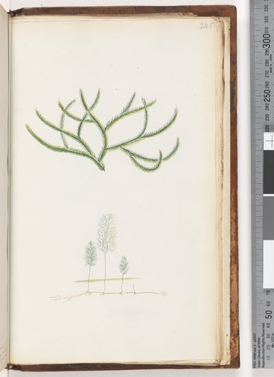 Side 245. Ingen inskripsjon, uidentifisert plante av Unknown artist