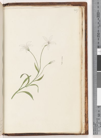 Side 247. Uidentifisert plante av Unknown artist