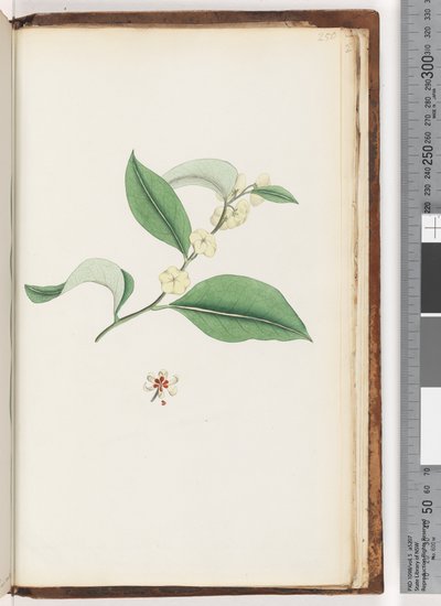 Side 250. Unavngitt tre av Unknown artist