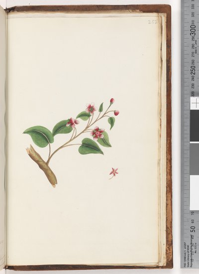 Side 252. Uidentifisert plante av Unknown artist