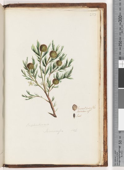 Side 253. Euphorbiaceae / Ricinocarpus  ...? Bryllup Bush av Unknown artist