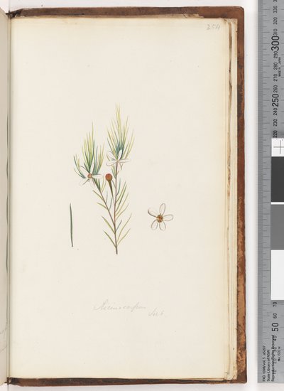 Side 254. Ricinocarpus / ?? av Unknown artist