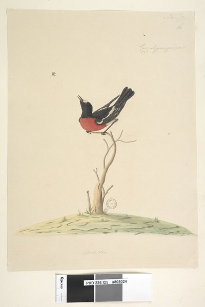 Side 25. Bil,ral,gar,yei,sar, naturlig størrelse Scarlet Robin, hann Petroica flerfarget, N.S.W., 1791-92 av Unknown artist