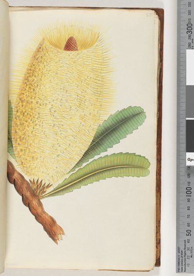 Side 25. Uidentifisert plante av Unknown artist