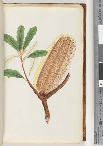 Side 26. Unavngitt blomstrende plante av Unknown artist