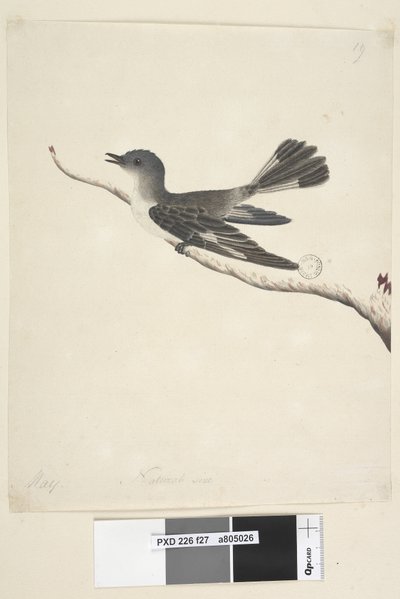 Side 27. Mai. Naturlig størrelse hette Robin, hunn Melanodryas cucullata, 1791-92 av Unknown artist