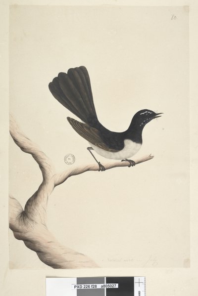 Side 28. Naturlig størrelse,  juli Willie Wagtail Rhipidura leucophrys, 1791-92 av Unknown artist