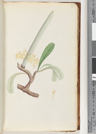 Page 29. Coast Banksia av Unknown artist