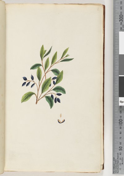 Side 2. Uidentifisert plante av Unknown artist