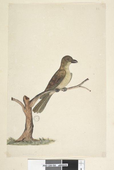 Side 30. ...? Norfolk Island Blackbird? Aplonis fuscus, kvinne, 1791-92 av Unknown artist