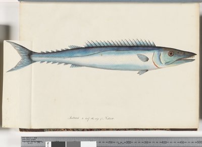 Side 32. Barracouta av Unknown artist